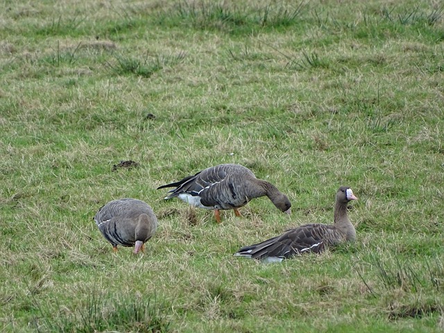 地方性球队 地方性球队